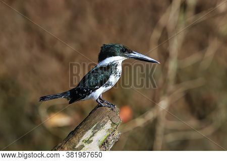 Female Green Kingfisher (chloroceryle Americana) Perched On A Tree, Costa Rica