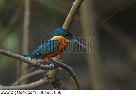 American Pygmy Kingfisher (chloroceryle Aenea) Perched On A Stick, Costa Rica