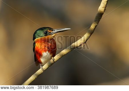 American Pygmy Kingfisher (chloroceryle Aenea) Perched On A Stick, Costa Rica