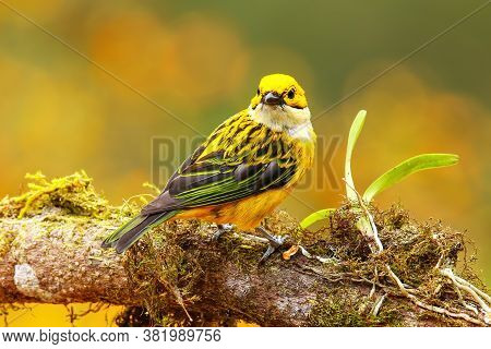 Silver-throated Tanager (tangara Icterocephala) Sitting On A Branch, Costa Rica