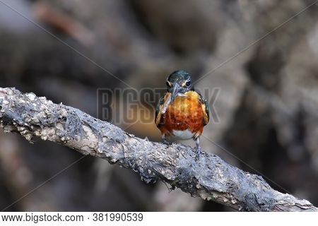 American Pygmy Kingfisher (chloroceryle Aenea) Perched On A Stick, Costa Rica