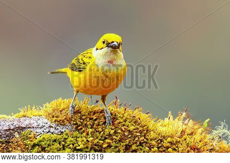 Silver-throated Tanager (tangara Icterocephala) Sitting On A Branch, Costa Rica