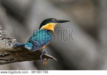 American Pygmy Kingfisher (chloroceryle Aenea) Perched On A Stick, Costa Rica