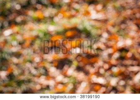 natura autunnale bokeh 1