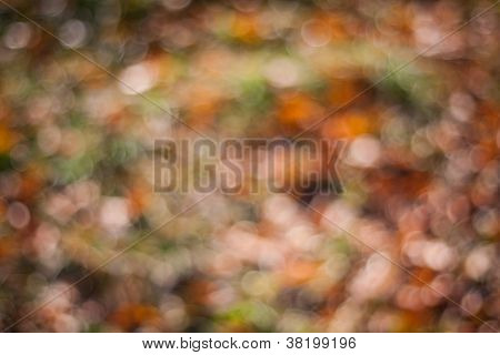 natura autunnale bokeh