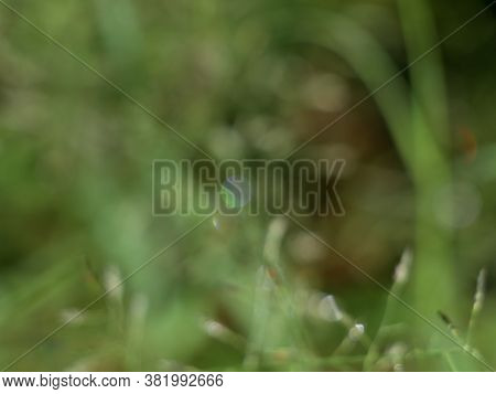 Vibgyor  Formed In The Water Droplet On Grass By Camera Blurring