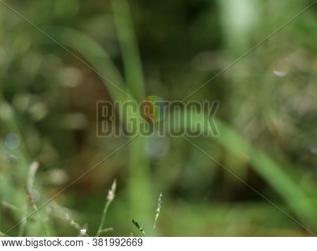 Vibgyor  Formed In The Water Droplet On Grass By Camera Blurring