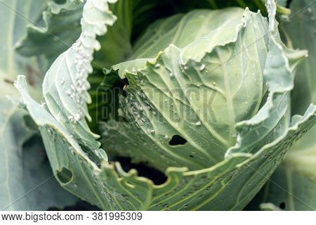 Whitefly Aleyrodes Proletella Agricultural Pest On Cabbage Leaf