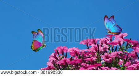 Bright Colorful Tropical Morpho Butterflies On Pink Petunia Flowers Against Blue Sky. Blooming Petun
