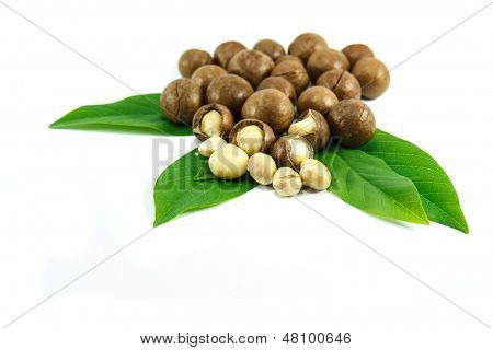Macadamia Nuts