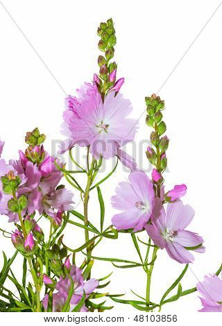 Vaaleanpunaiset kukat Prairie Mallow