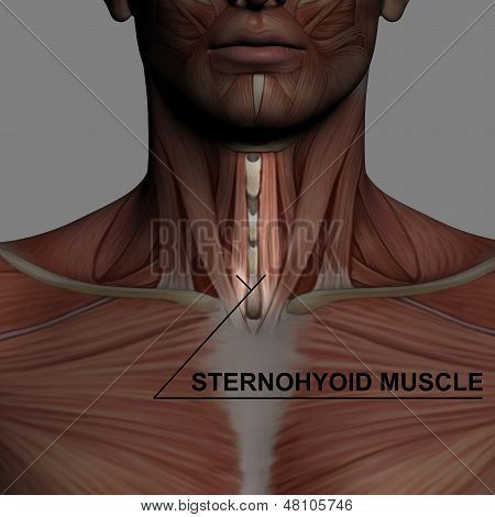 Sternohyoid spier