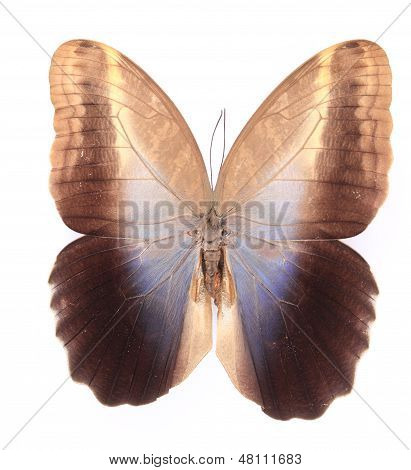 Amathusiidae: brown Butterfly
