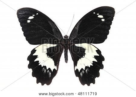 Papilionidae: black And White Butterfly