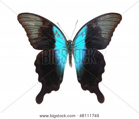 Papilionidae: blue And Black Butterfly