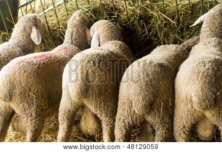 Feeding sheep