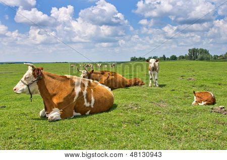 Cows resting