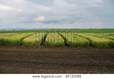 Crops testing