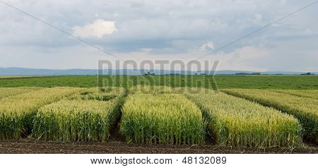 Crops testing
