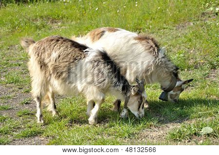 Twee Goatling met klokken