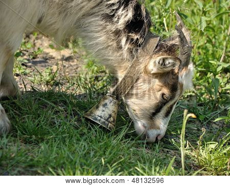 Goatling met Bell