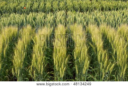 Crops testing