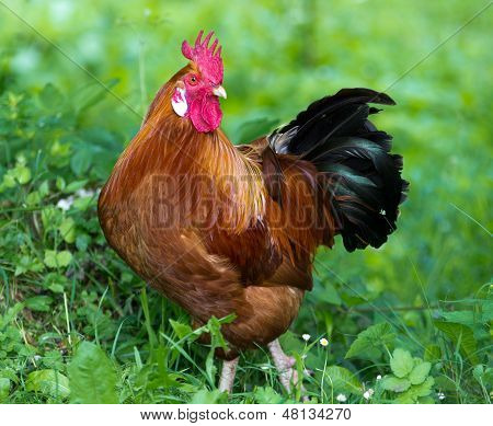 Rooster