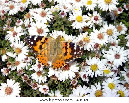 Mariposa en Margarita