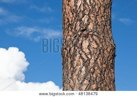 Pinienrinde Baum