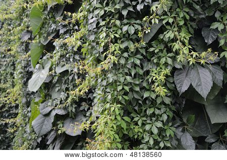 Wall of plants