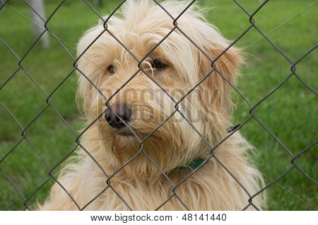 sad dog in shelter
