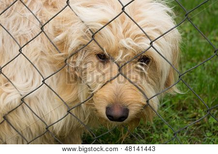 sad dog in shelter