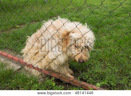 sad dog in asylum