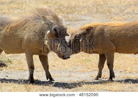 사랑 하는 스피릿의 커플