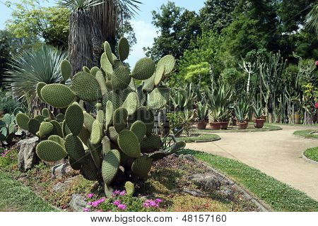 Opuntia Scheerii