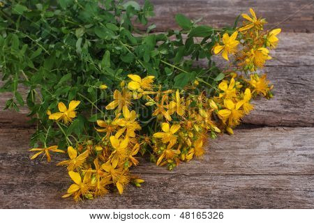 stor flok friske gule blomster Hypericum
