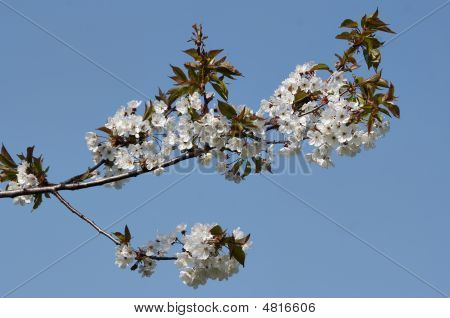 Kirschbaum Blüte