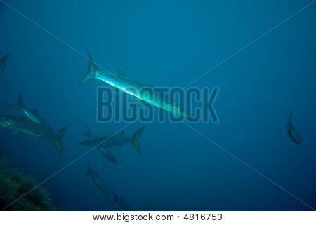 Barracuda.