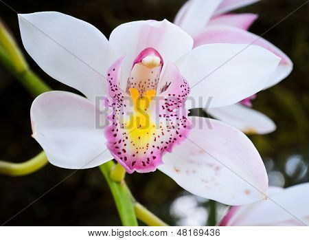 Růžová orchidej Vanda