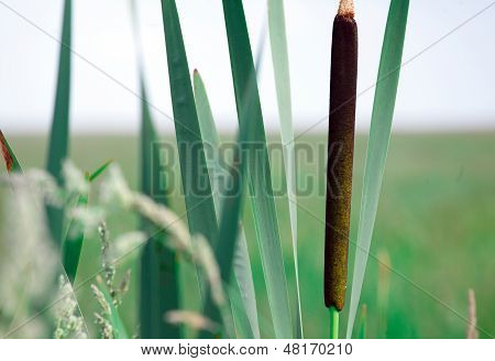 Reedmace In A Swamp