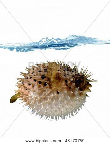 Blown Up Blowfish
