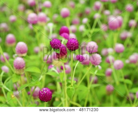 Globe Amaranth Or Gomphrena Globosa