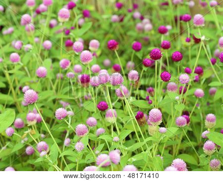 Globe Amaranth Or Gomphrena Globosa
