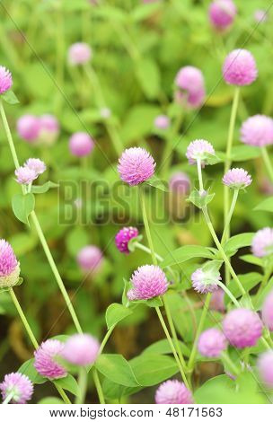 Globe Amaranth Or Gomphrena Globosa