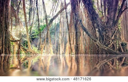 lost 	tranquility  lake in jungle photo. Bali