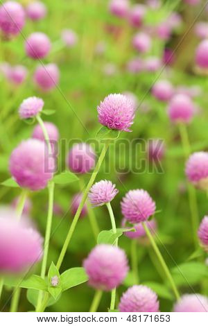 Globe Amaranth Or Gomphrena Globosa