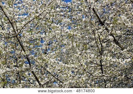 hvide blomster af en japansk kirsebærtræ, April i Frankrig