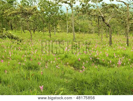 Siam Tulip Or Patumma