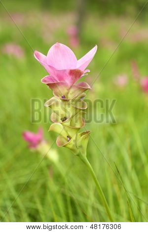 Siam Tulip Or Patumma