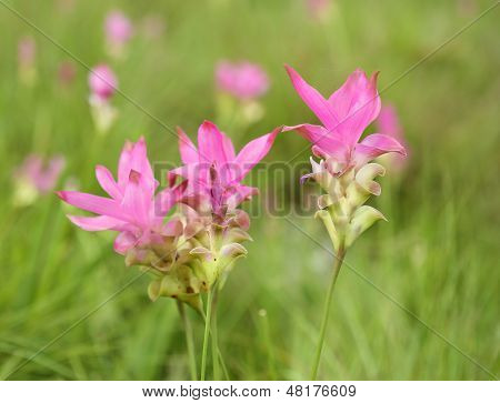 Siam Tulip Or Patumma